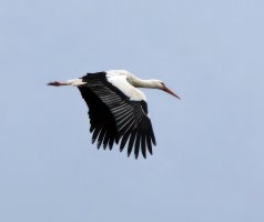 309A3469-DxO_white_stork_flying-teautVB.jpg