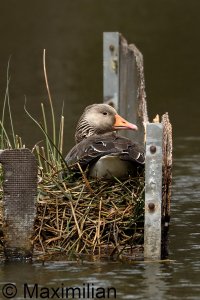 goose_grey_2023_06.JPG