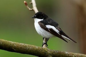 pied_flycatcher_2023_01.JPG