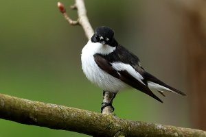 pied_flycatcher_2023_02.JPG