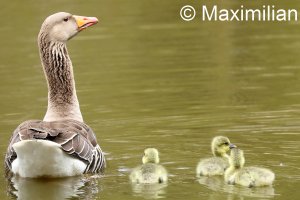 goose_grey_2023_11.JPG