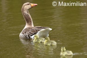 goose_grey_2023_13.JPG