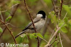 tit_marsh_2023_01.JPG