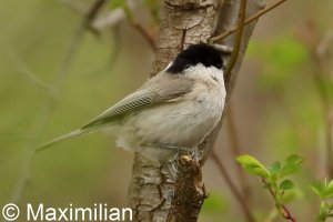 tit_marsh_2023_02.JPG