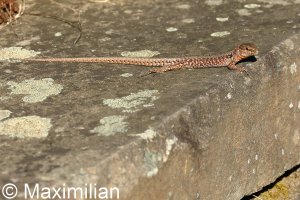 lizard_wall_2023_01.JPG