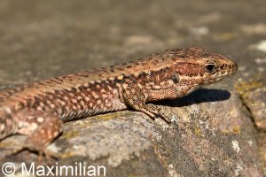 lizard_wall_2023_02.JPG