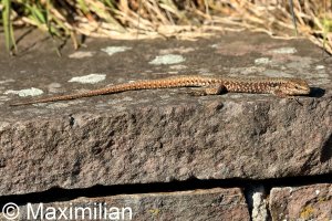 lizard_wall_2023_04.JPG