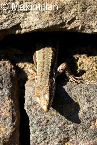 lizard_wall_2023_05.JPG