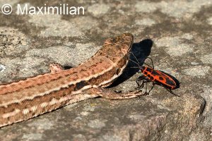 lizard_wall_2023_08.JPG