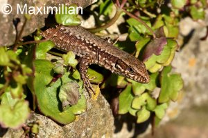 lizard_wall_2023_09.JPG