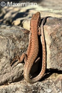 lizard_wall_2023_11.JPG