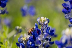 2023-04-17 Bluebonnets-6.jpg