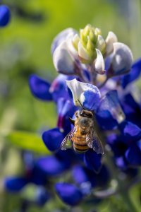 2023-04-17 Bluebonnets-22.jpg