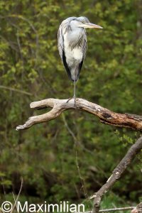 heron_2023_05.JPG