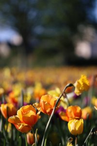 IMG_5340 - copie.jpg