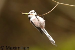 tit_long_tailed_2023_01.JPG