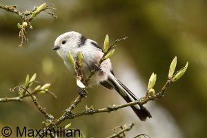 tit_long_tailed_2023_02.JPG