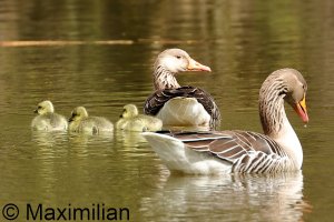 goose_grey_2023_15.JPG