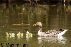 goose_grey_2023_17.JPG