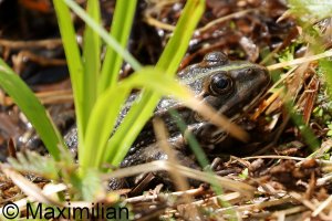 frog_water_2023_01.JPG