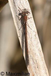winter_damselfly_2023_02.JPG