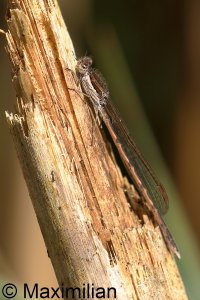 winter_damselfly_2023_03.JPG