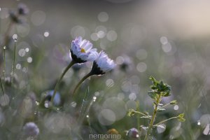 daisy bokeh_02.jpg