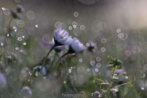 daisy bokeh.jpg