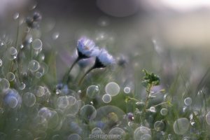 daisy bokeh_03.jpg