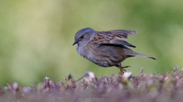 hedge hopping_02.jpg