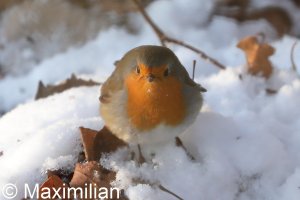 robin_2022_01.JPG