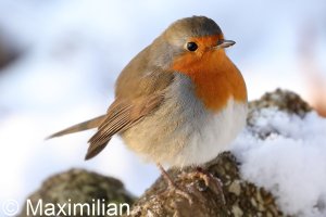 robin_2022_02.JPG