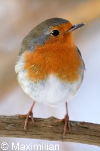 robin_2022_03.JPG