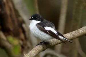 pied_flycatcher_2023_03.JPG