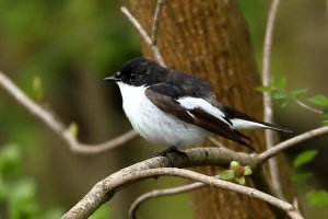 pied_flycatcher_2023_04.JPG