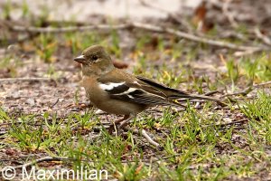 chaffinch_2023_05.JPG
