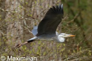 heron_BIF2023_03.JPG