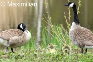 Canada_goose_2023_03.JPG