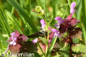 green hairstreak_2023_01.JPG