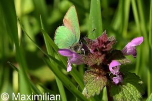 green hairstreak_2023_02.JPG