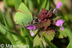 green hairstreak_2023_03.JPG