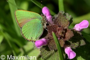 green hairstreak_2023_04.JPG