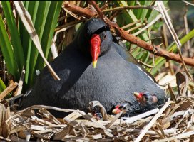 3R3A7208-DxO_Moorhen+Chicks_on_nest_sh.jpg