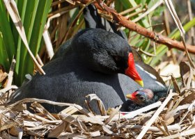 3R3A7201-DxO_Moorhen+Chicks_on_nest_sh.jpg