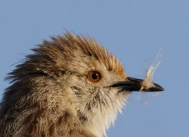 309A0480-DxO_graceful_prinia-portrait.jpg