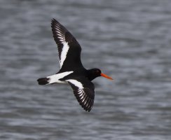 3R3A7043-DxO_oystercatcher_flying-topaz-es.jpeg
