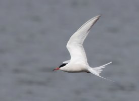 3R3A7139-DxO_common_tern_flying-te.jpeg