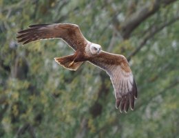 3R3A6835-DxO_Marsh_Harrier_female_flying_face_sm.jpg