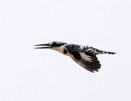 309A2784-DxO_pied_Kingfisher_flying-topaz-enhance.jpeg