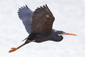 309A2383-DxO_western_reef_egret_heron_flying _cropSH.jpg